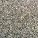 Quark Carpet Collection Grey